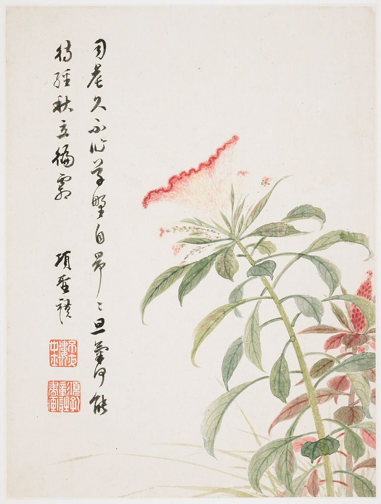 Cock's-comb from a Flower Album of Ten Leaves (1656) painting in high resolution by Xiang Shengmo. Original from the…