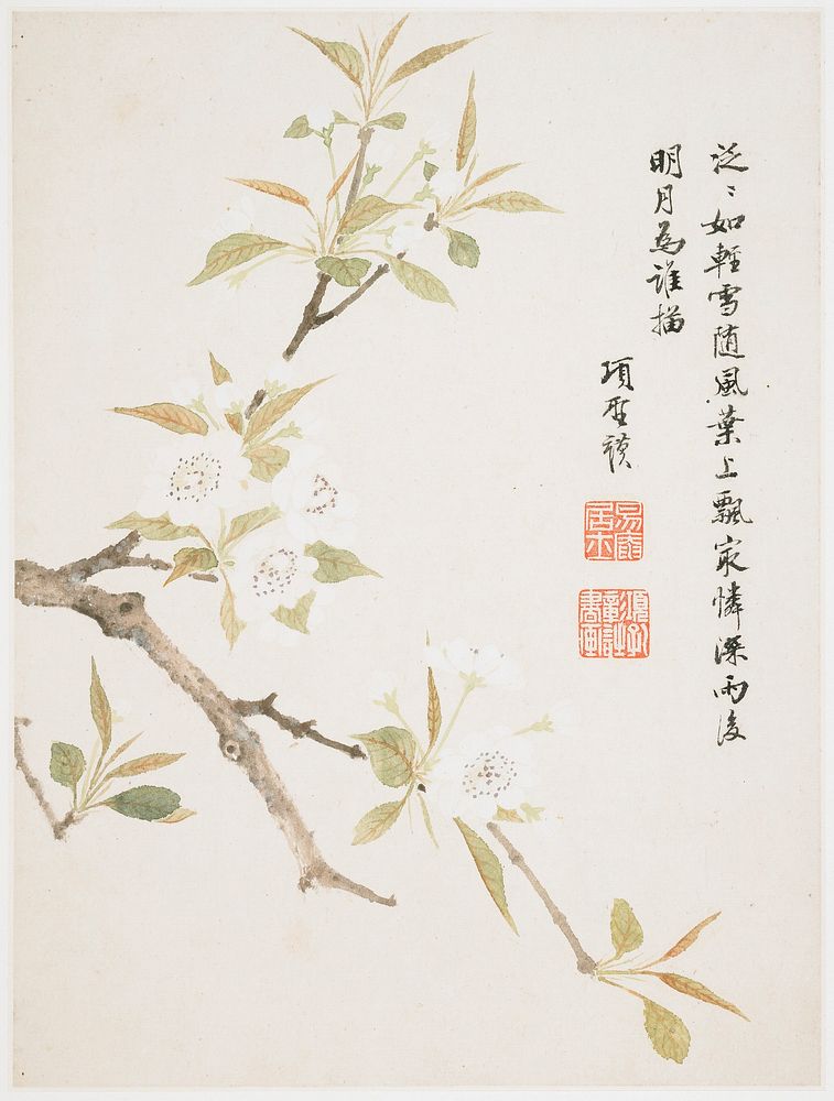 Pear Blossom from a Flower Album of Ten Leaves (1656) painting in high resolution by Xiang Shengmo. Original from the…
