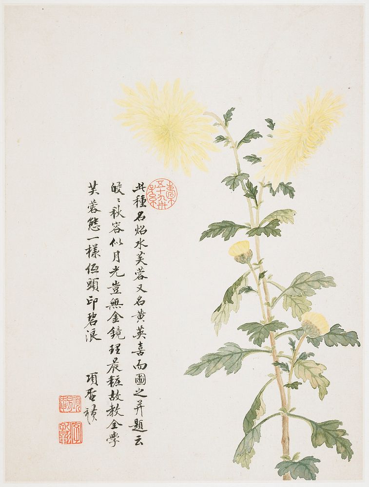 Hibiscus from a Flower Album of Ten Leaves (1656) painting in high resolution by Xiang Shengmo. Original from the…