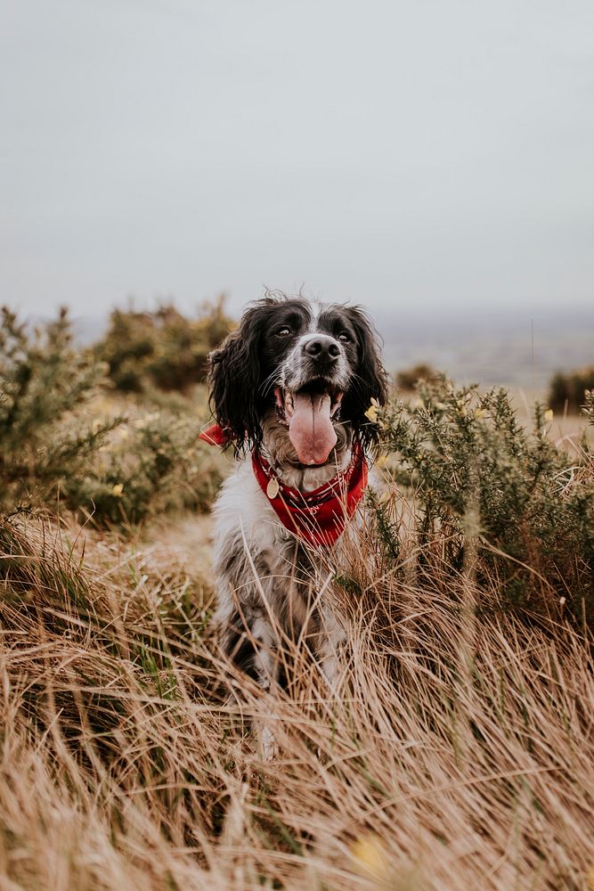English Springer Spaniel dog in field photo