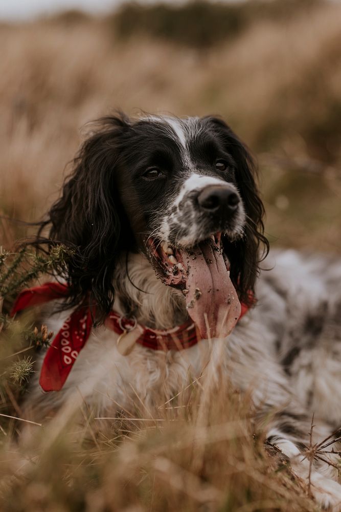 English Springer Spaniel dog in field photo