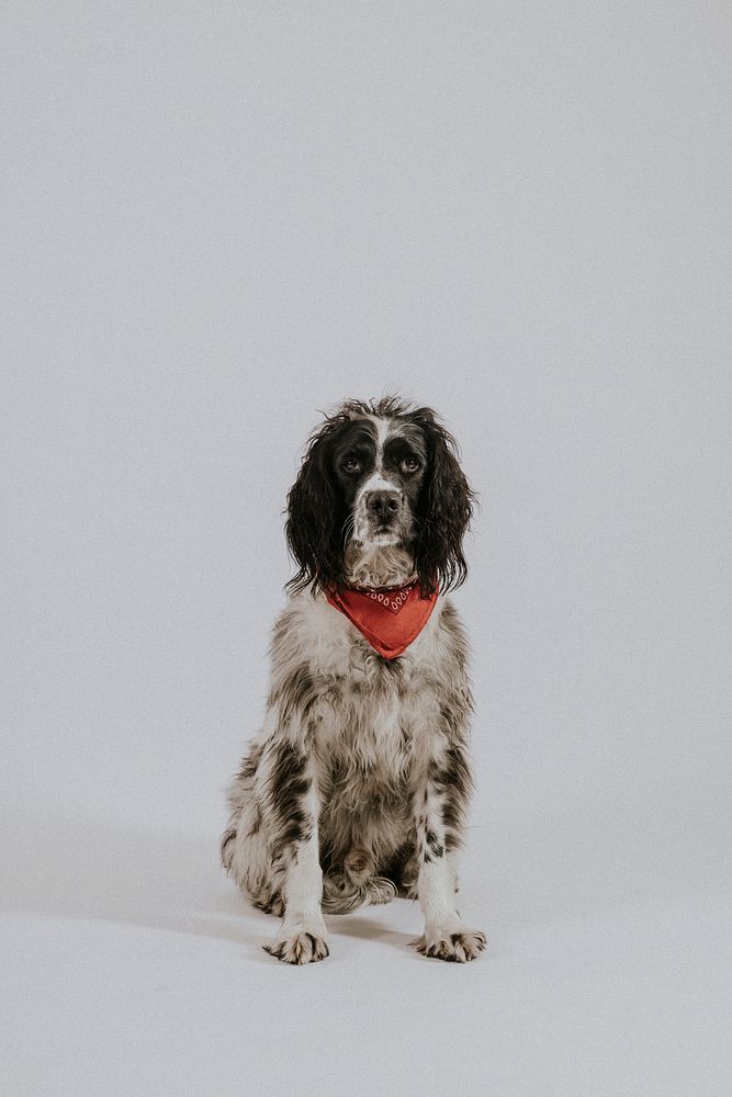 English Springer Spaniel dog sitting photo