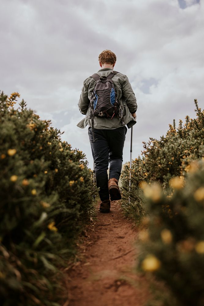 Hiker walking in flower field, rear view photo