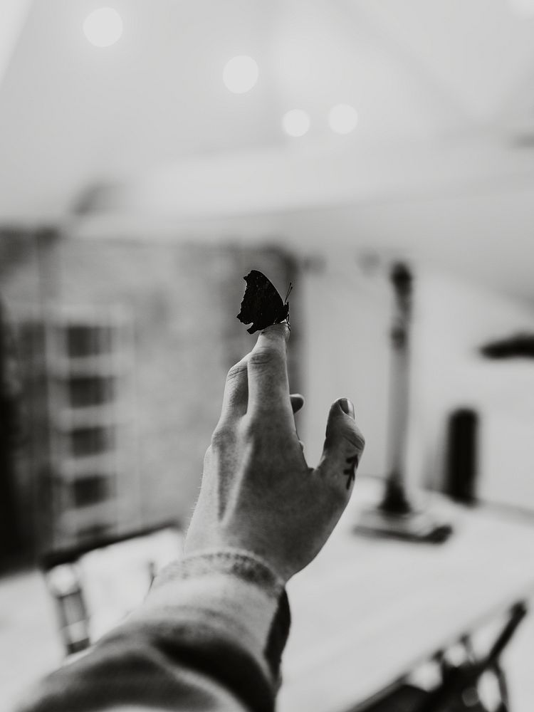 Butterfly on fingertip background, nature aesthetic