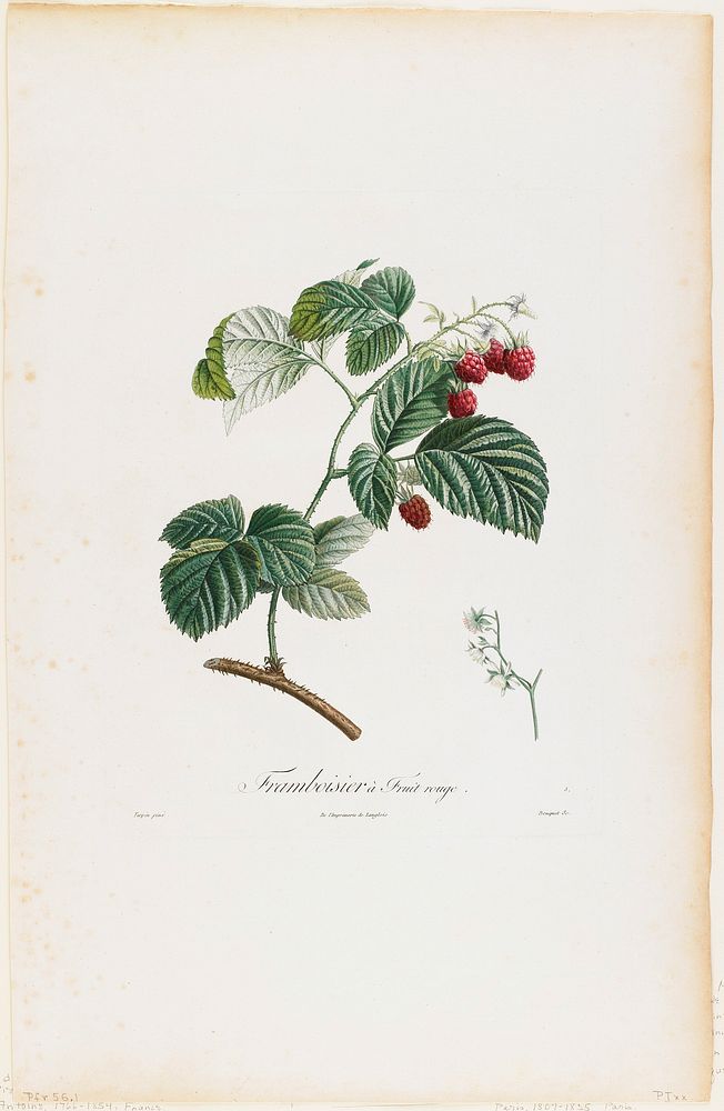 Framboisier a Fruit rouge (Raspberries), from Traite des Arbres Fruitiers (1807&ndash;1835) painting in high resolution by…
