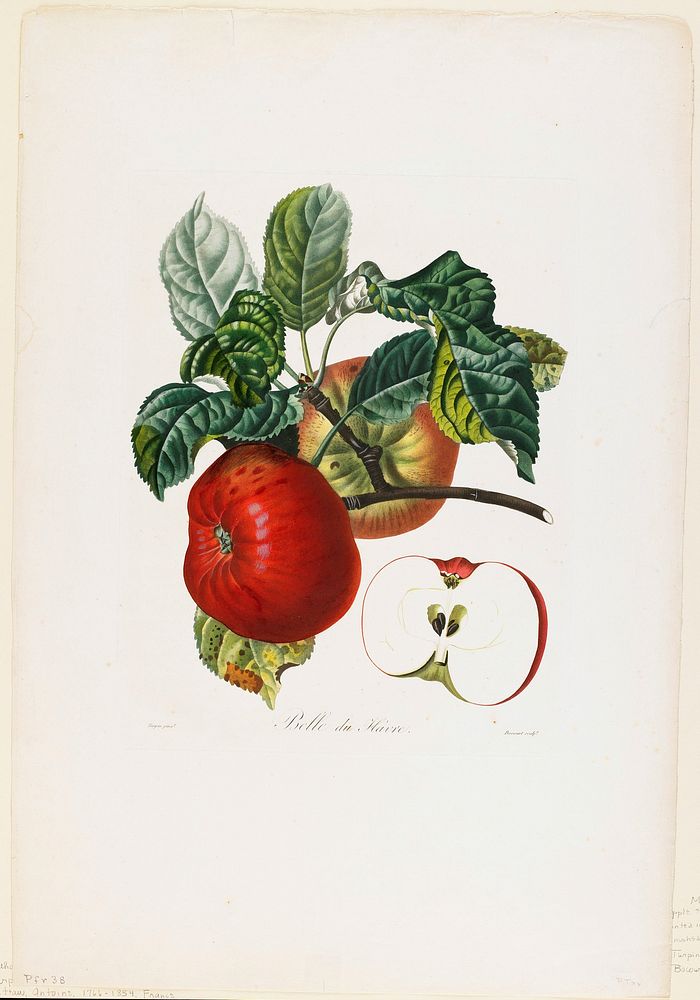 Belle de Havre (apple), from Traite des Arbres Fruitiers (1807–1835) painting in high resolution by P. Jean Turpin. Original…