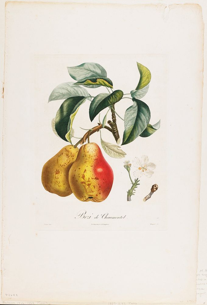 Bezi de Chaumontel (Pears), from Traite des Arbres Fruitiers (1807&ndash;1835) painting in high resolution by Pierre Antoine…