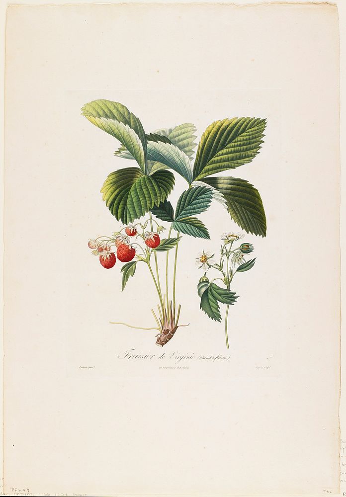 Fraisier de Virginie (Grandes fleurs), from Traite des Arbres Fruitiers (1807&ndash;1835) painting in high resolution by…