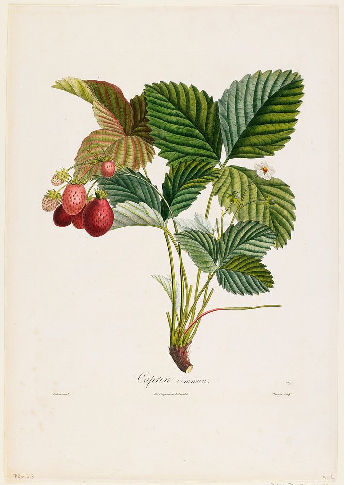 Capron commun. (Strawberries), from Traite des Arbres Fruitiers (1807–1835) painting in high resolution by P. Jean Turpin.…