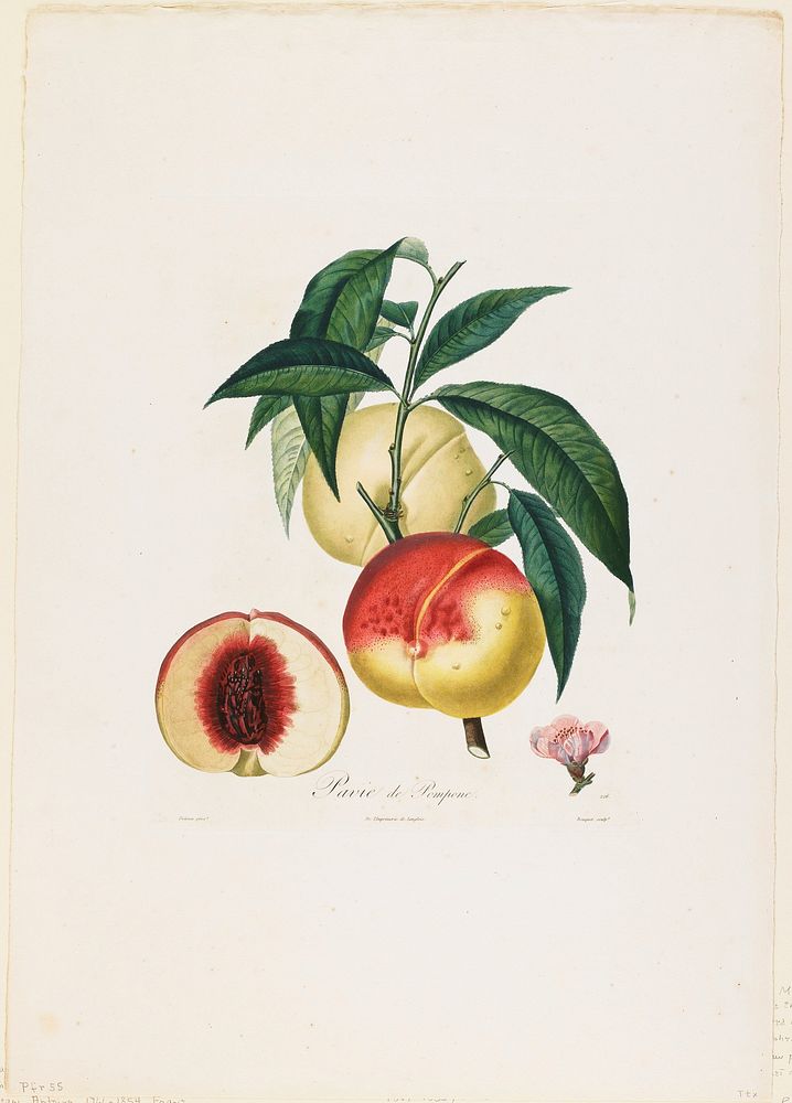 Pavie de Pompone. (Peaches), from Traite des Arbres Fruitiers (1807&ndash;1835) painting in high resolution by Pierre…