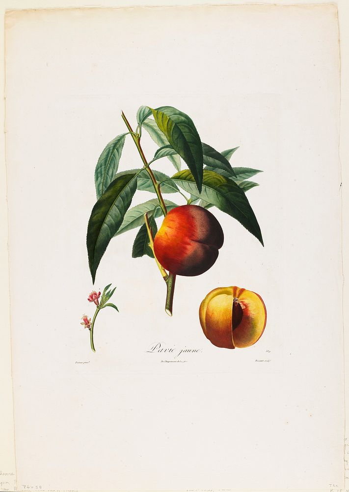 Pavie jaune. (Peaches), from Traite des Arbres Fruitiers (1807–1835) painting in high resolution by Pierre Antoine Poiteau.…