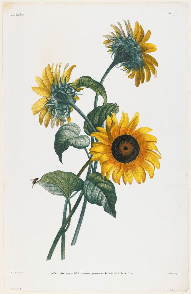 Study of Sunflowers (1805) painting in high resolution by Louis Charles Ruotte. Original from the Minneapolis Institute of…