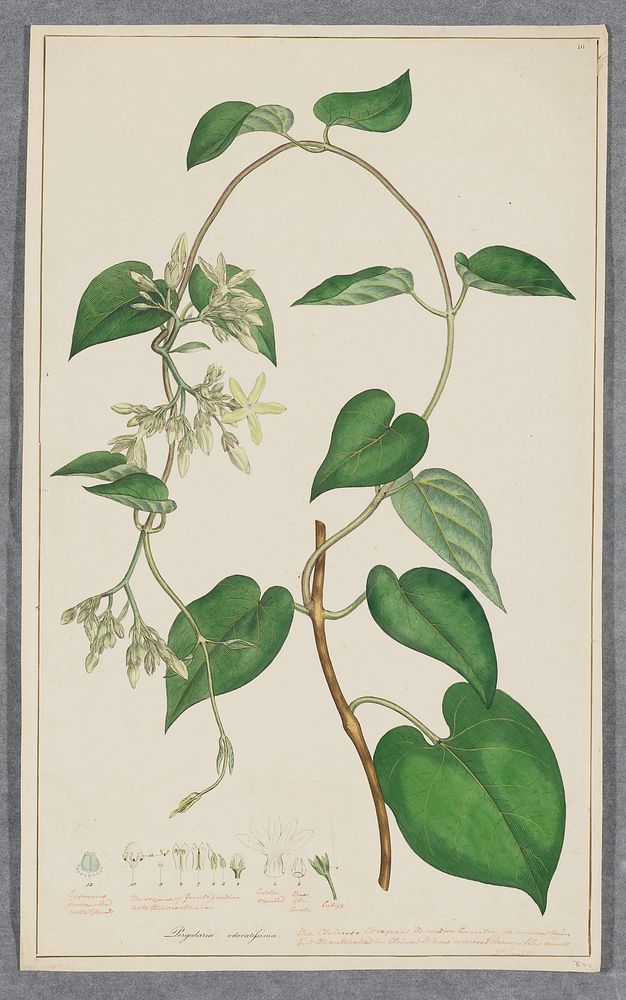 Pergularia odoratissima (1793) painting in high resolution by James Sowerby. Original from Original from the Minneapolis…