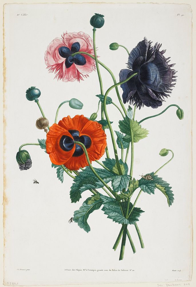 Study of Three Types of Poppies (1805) painting in high resolution by Louis Charles Ruotte. Original from the Minneapolis…