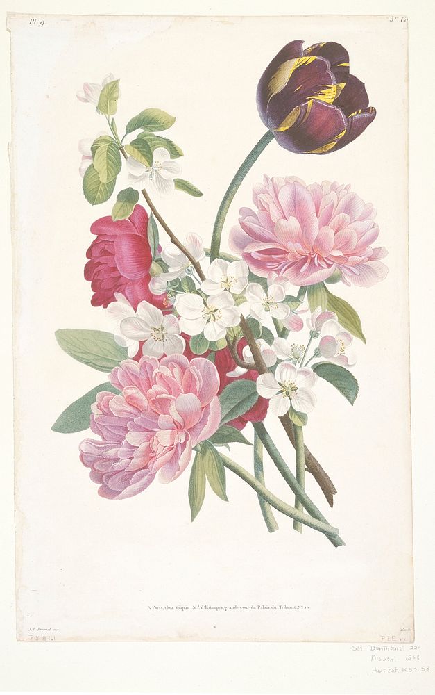 Bouquet of Tulip, Peonies, and a Branch from an Apple Tree (1805) painting in high resolution by Louis Charles Ruotte.…