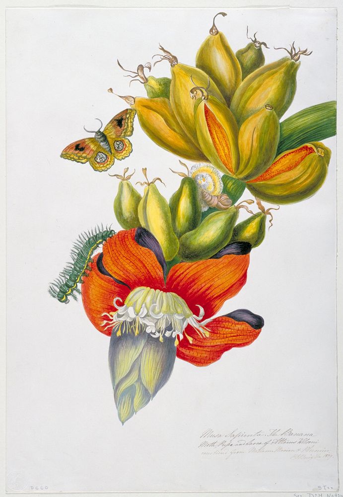 Musa sapienta (The Banana Moth, Pupa and Larva of Attacus wilsoni) (1839) painting in high resolution by Priscilla Susan…
