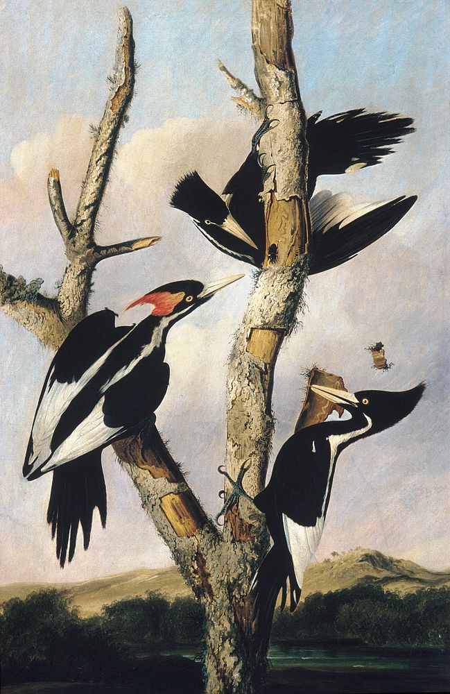 Ivory-billed Woodpeckers by Joseph Bartholomew Kidd