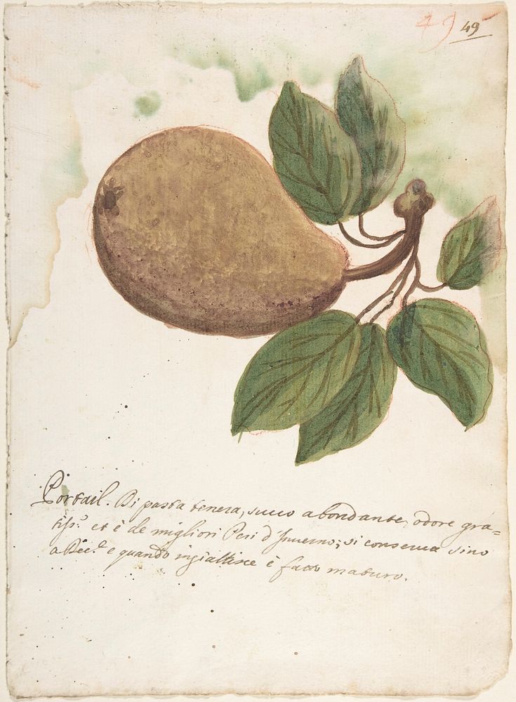 Pear by Anonymous, Italian, Venetian, 18th century