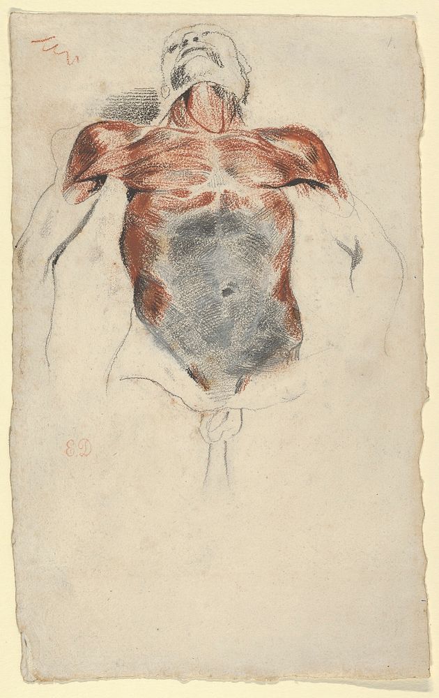 Ecorché: Torso of a Male Cadaver by Eugène Delacroix
