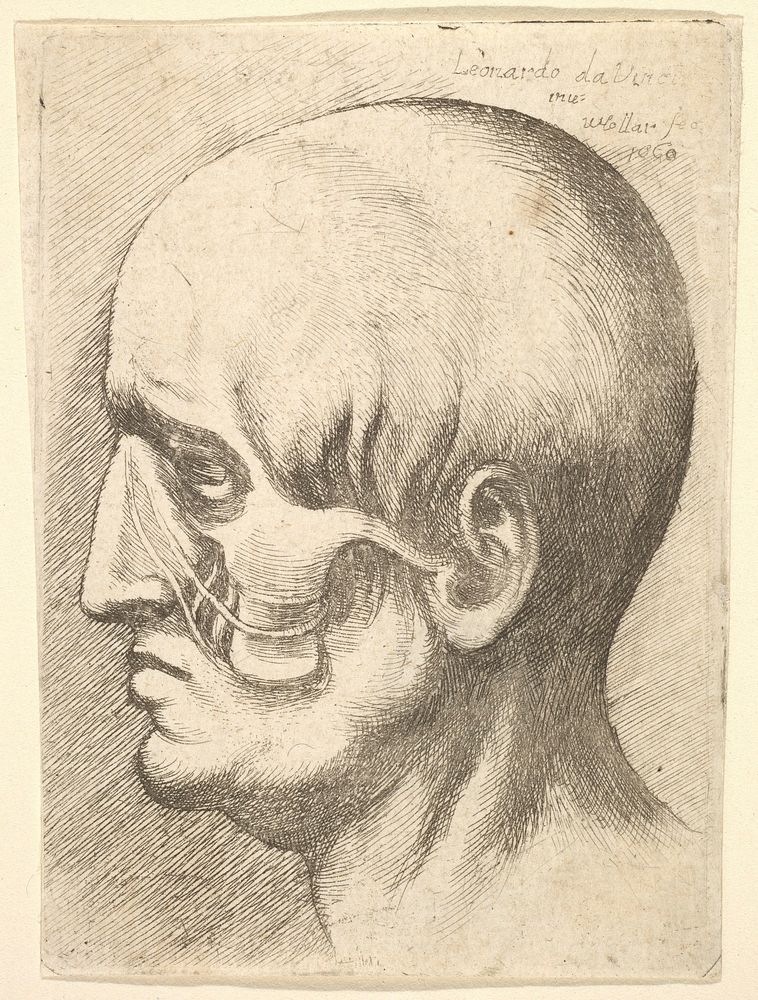 Male head in profile to left with muscles exposed