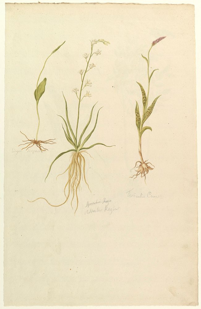 Botanical Studies (recto); Botanical Studies (verso), Anonymous, French, 19th century