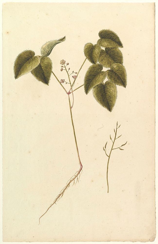 Flower Study, Anonymous, French, 19th century