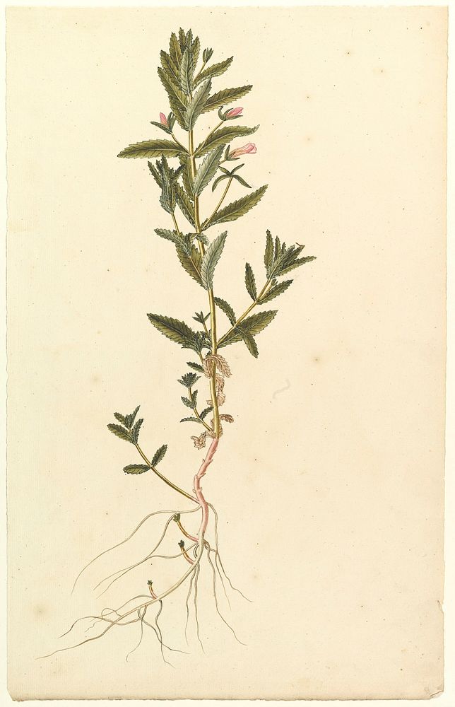 Botanical Study, Anonymous, French, 19th century