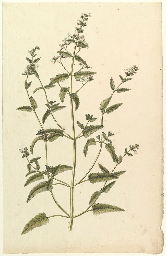 Botanical Study with a Species of the Nettle Family (genus Urtica), Anonymous, French, 19th century