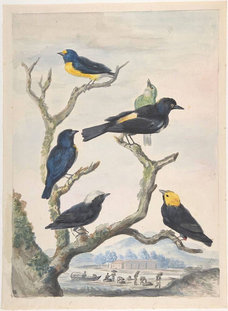 Six South American Birds 