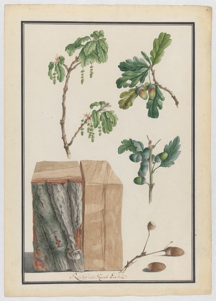 Studies of the blossoms, fruits and trunk of an English oak (Quercus robur) by Ludwig Pfleger