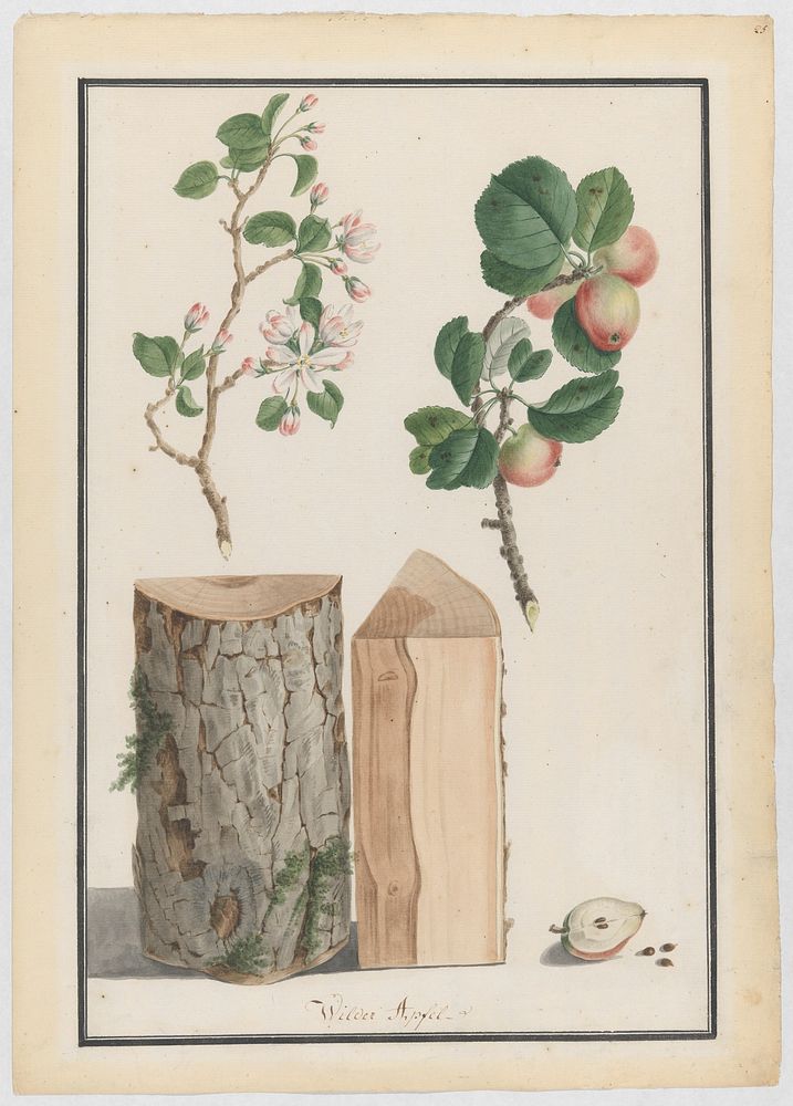 Studies of the trunk, blossoms and fruit of a wild apple tree (Malus sylvestris) by Ludwig Pfleger