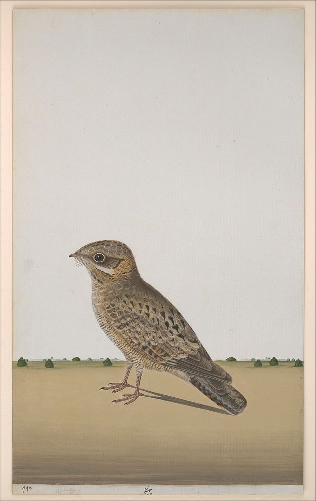 A Common Indian Nightjar (Caprimulgus asiaticus), ca. 1780