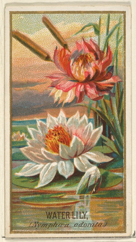 Water Lily (Nymphaea adorata), from the Flowers series for Old Judge Cigarettes