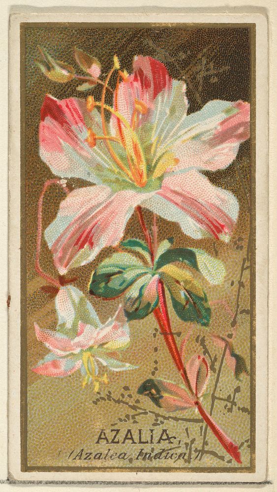 Azalia (Azalea Indica), from the Flowers series for Old Judge Cigarettes issued by Goodwin & Company