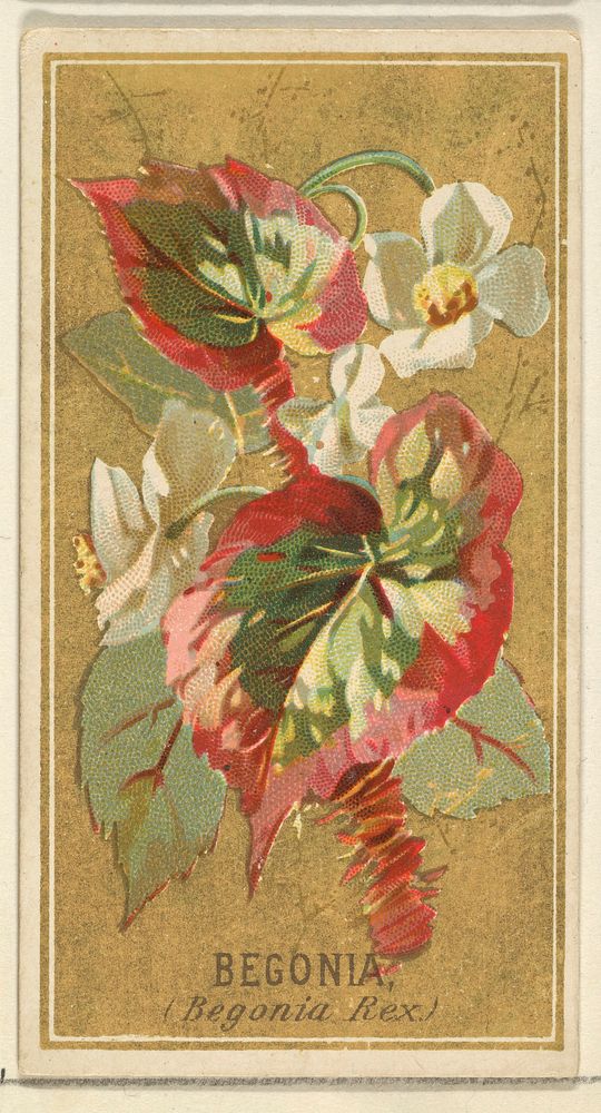 Begonia (Begonia Rex), from the Flowers series for Old Judge Cigarettes issued by Goodwin & Company