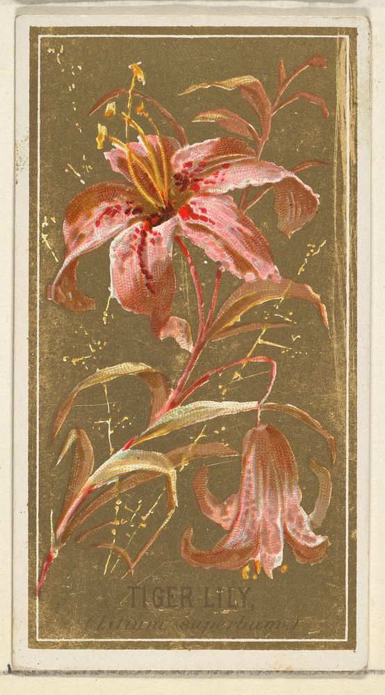 Tiger Lily (Lilium superbum), from the Flowers series for Old Judge Cigarettes issued by Goodwin & Company