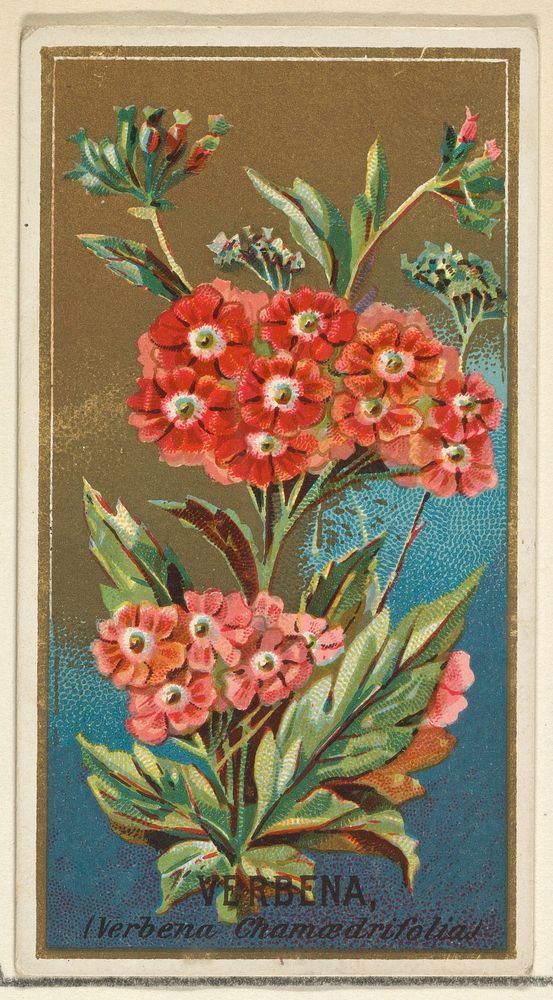 Verbena (Verbena chamaedrifolia), from the Flowers series for Old Judge Cigarettes issued by Goodwin & Company