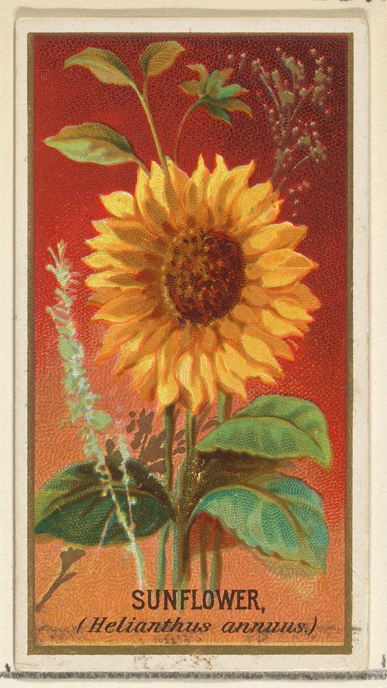Sunflower (Helianthus annuus), from the Flowers series for Old Judge Cigarettes