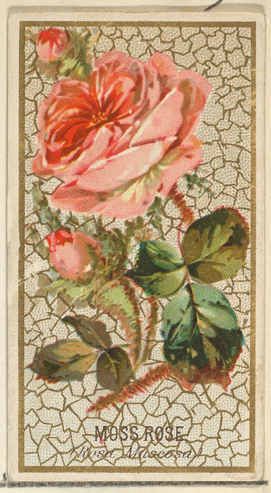 Moss Rose (Rosa Muscosa), from the Flowers series for Old Judge Cigarettes