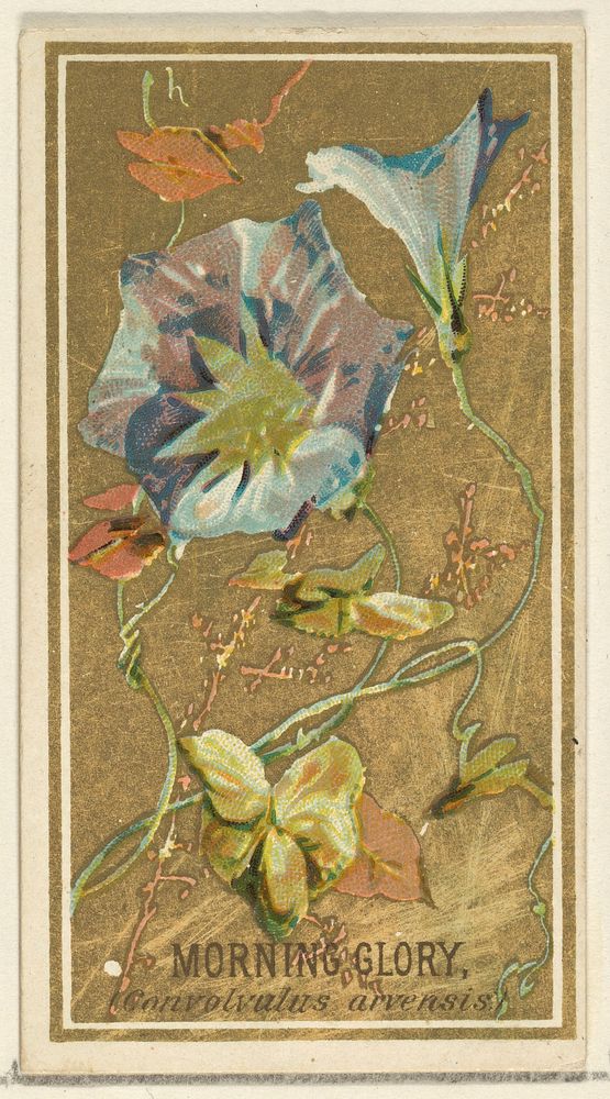 Morning Glory (Convolvalus arrensis), from the Flowers series for Old Judge Cigarettes, issued by Goodwin & Company