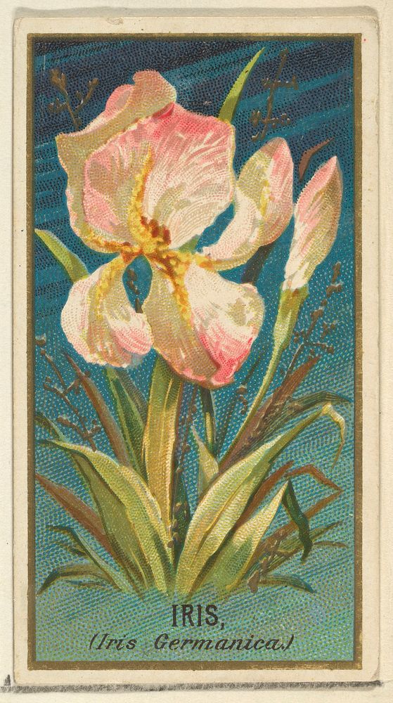 Iris (Iris Germanica), from the Flowers series for Old Judge Cigarettes issued by Goodwin & Company