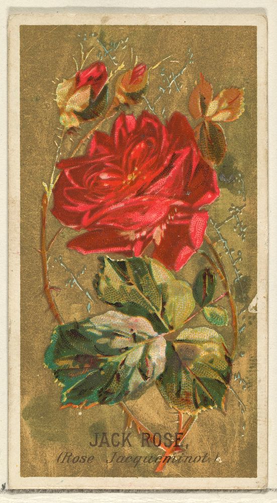 Jack Rose (Rose Jacqueminot), from the Flowers series for Old Judge Cigarettes issued by Goodwin & Company