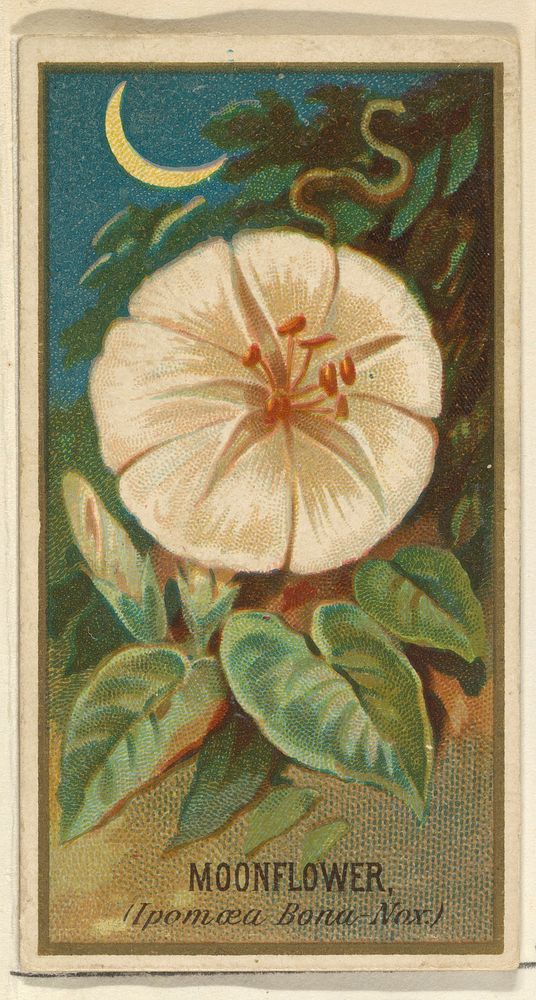 Moonflower (Ipomoea Bona Nox), from the Flowers series for Old Judge Cigarettes issued by Goodwin & Company