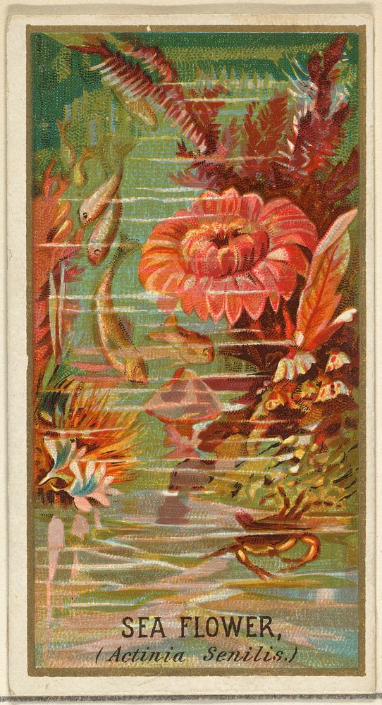 Sea Flower (Actinia Senilis), from the Flowers series for Old Judge Cigarettes issued by Goodwin & Company