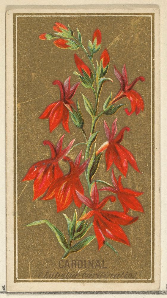 Cardinal (Lobelia cardinalis), from the Flowers series for Old Judge Cigarettes issued by Goodwin & Company