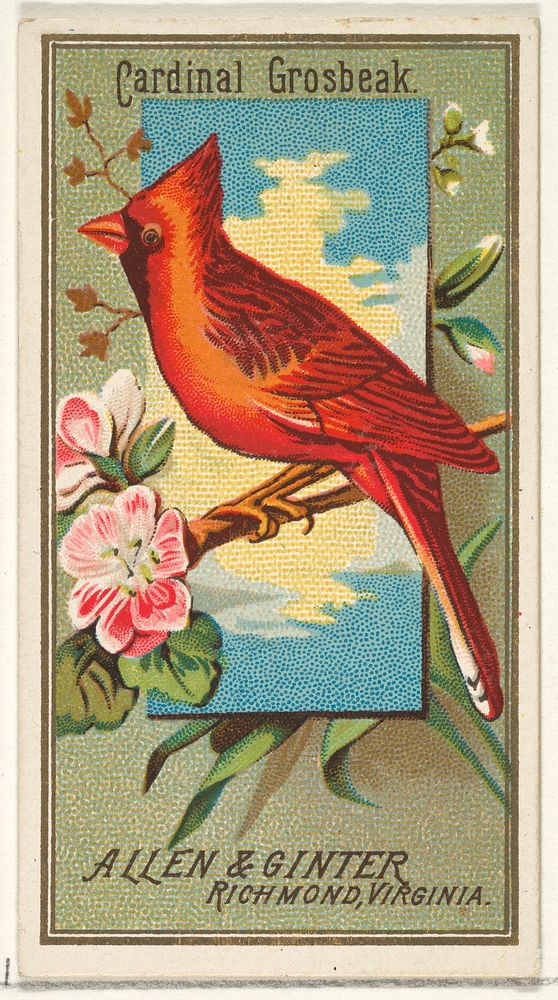Cardinal Grosbeak, from the Birds of America series (N4) for Allen & Ginter Cigarettes Brands