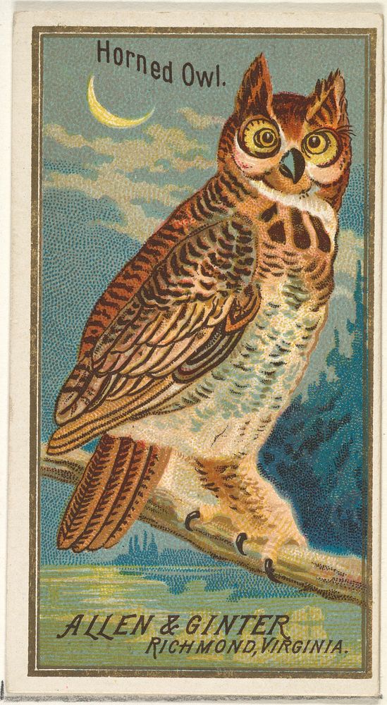 Horned Owl, from the Birds of America series (N4) for Allen & Ginter Cigarettes Brands