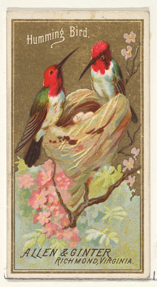 Hummingbird, from the Birds of America series (N4) for Allen & Ginter Cigarettes Brands issued by Allen & Ginter 