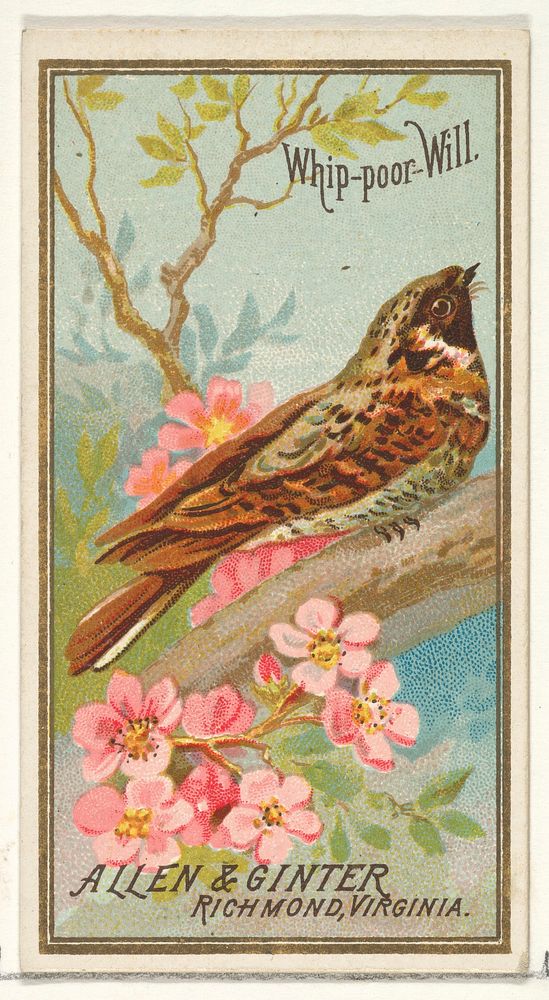 Whip-poor-Will, from the Birds of America series (N4) for Allen & Ginter Cigarettes Brands issued by Allen & Ginter 