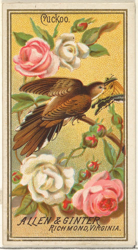 Cuckoo, from the Birds of America series (N4) for Allen & Ginter Cigarettes Brands